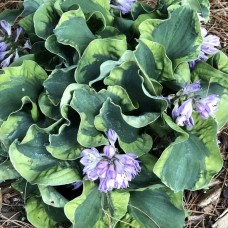 Hosta SCHOOL MOUSE