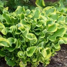 Hosta SHADOWLAND® WHEEE