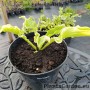 Hosta SHADOWLAND® WHEEE
