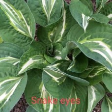 Hosta Snake Eyes