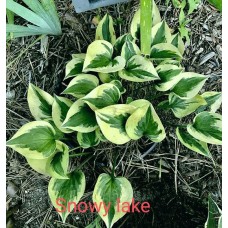 Hosta Snowy Lake