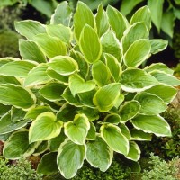 Hosta SO SWEET