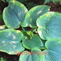 Hosta Spartan Glory