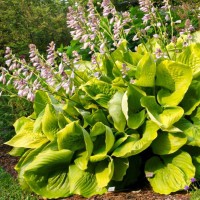 Hosta SUM & SUBSTANCE
