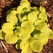 Hosta SUN MOUSE