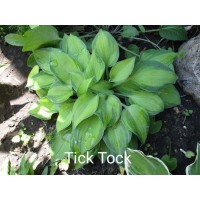 Hosta Tick Tock