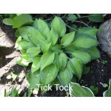 Hosta Tick Tock