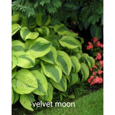 Hosta Velvet Moon