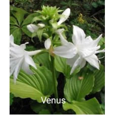 Hosta Venus