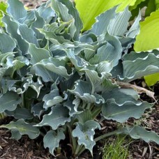 Hosta WATERSLIDE