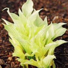 Hosta White Feather