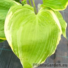 Hosta WINTER SNOW