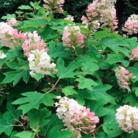 Oakleaf hydrangea APPLAUSE