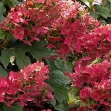 Oakleaf hydrangea Burgundy