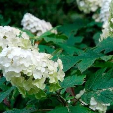 Oakleaf hydrangea Snow queen