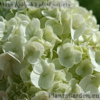 Oakleaf hydrangea Tara
