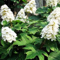 Tammelehine hortensia Alice