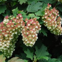 Tammelehine hortensia BLACK PORCH