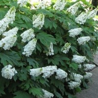 Tammelehine hortensia ICE CRYSTAL PBR