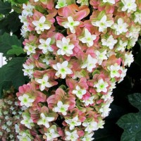 Tammelehine hortensia Snowflake