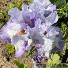 Iris Acoma