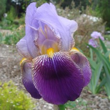  Iiris ger. Alcazar