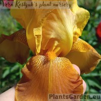 Iris  Apache warrior