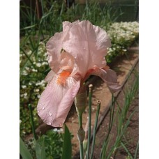  Iiris ger. Apricot Silk