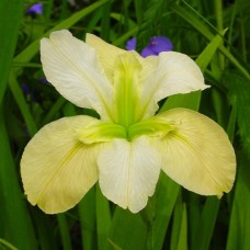 Louisiana iiris Arabian Bayou