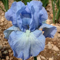  Kääbus-iiris Azurea