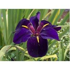 Louisiana iiris Black Gamecock