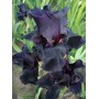  Iiris ger. Black Night