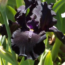  Iiris ger. Black Night