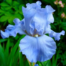  Iiris ger. Blue Sapphire