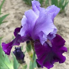  Iiris ger. Bluebird Wine