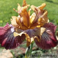 Iris Broadway Baby