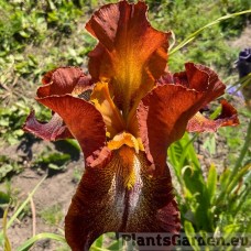 Iris Cayenne Capers