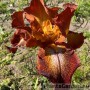 Iris Cayenne Capers