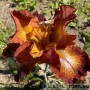 Iris Cayenne Capers