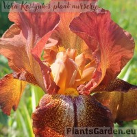 Iris Cayenne Capers