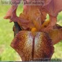 Iris Cayenne Capers