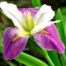 Louisiana iiris Colorific