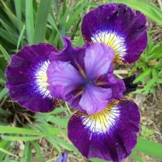 Siberi iiris Contrast In Styles