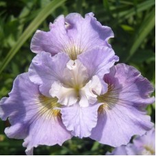 Siberi iiris Dawn Waltz