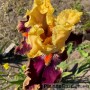 Iris Decadence