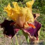 Iris Decadence