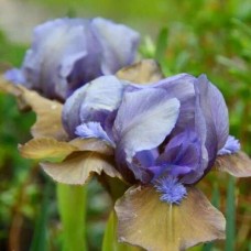  Kääbus-iiris Hocus Pocus