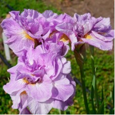 Siberi iiris Imperial Opal