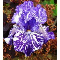 Iris Germ. Batik