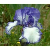 Iris Germ. Blue Staccato